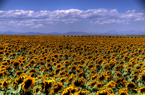 sunflower landscape clouds blue sky mountains colorado 200708 flowers yellow green rockymountains foothills e470 aurora 2007 20070811 best