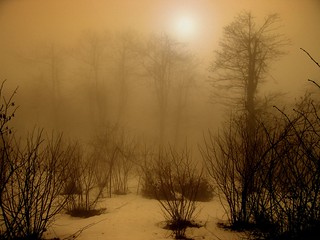 Winter - Golden fog in the fairy forest /  Inverno - Nebbia dorata nel bosco delle fate