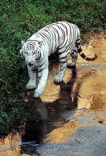 Image269-White tiger