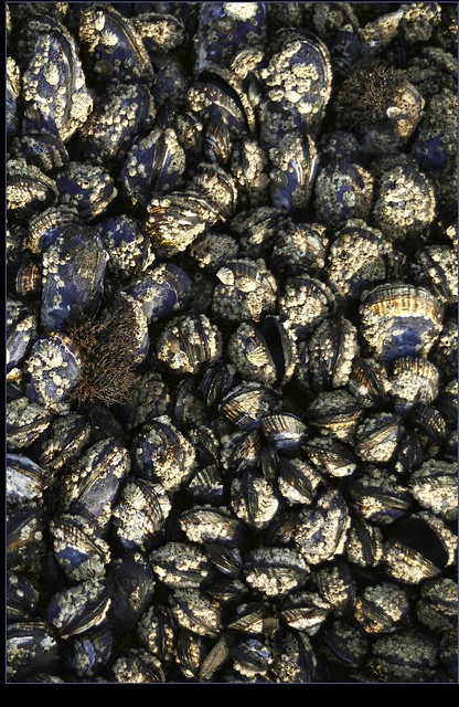 Blue California Mussels