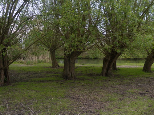 Willow pollards - by the Thames Goring Circular (via Moulsford