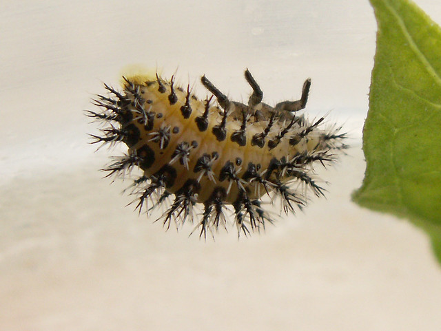 COCCINELLIDAE - Epilachna (Henosepilachna) argus - Bryony Ladybird larva