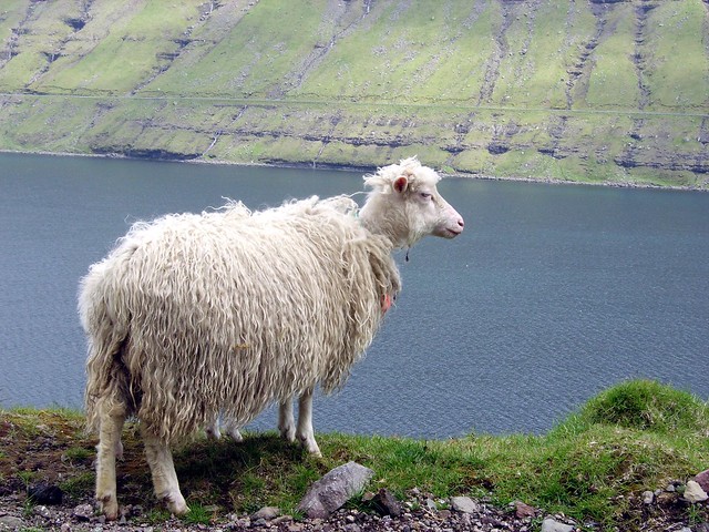 faroese sheep on a fjord