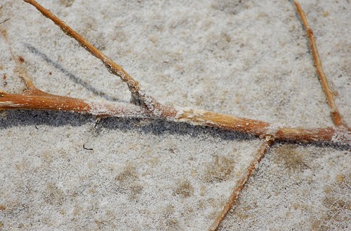 lake macro water utah sand nikon desert salt twig stick rowley d40