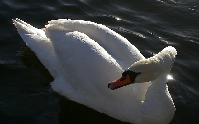 Swan1