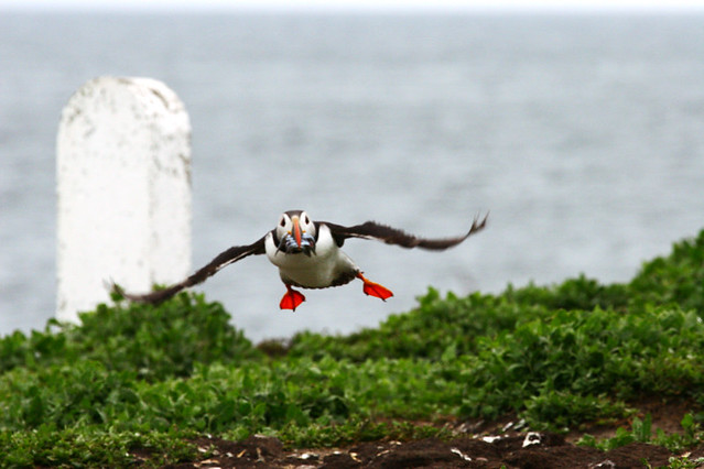Puffin nearly home