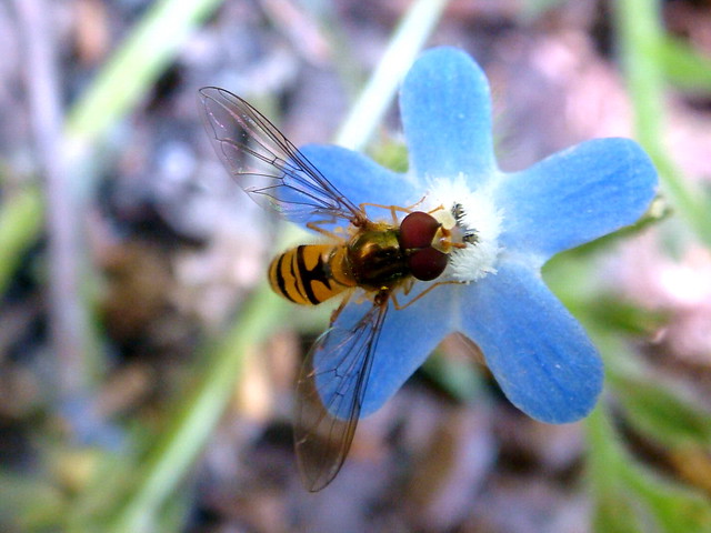 tiny blue flower ( Italian Bugloss )