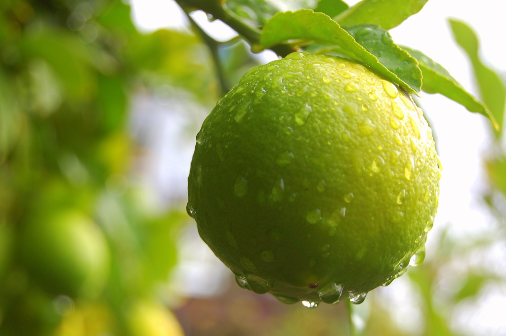 Lemon Not Ripe Unripe lemon | Our lemon tree produces the juiciest & most p… | Flickr