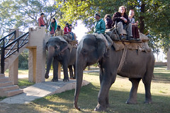Mounting Elephants