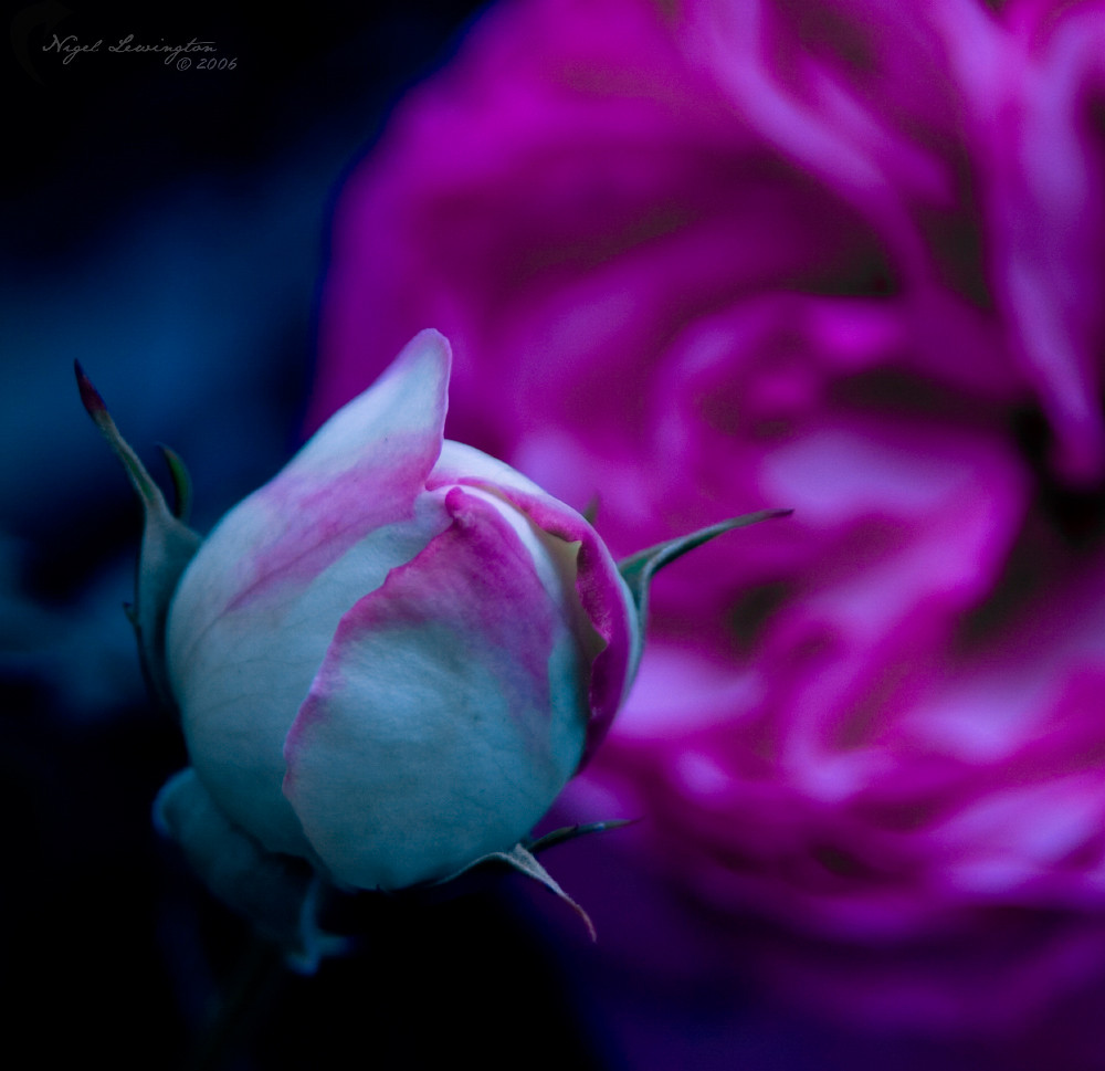 Flowers by .Nigel.