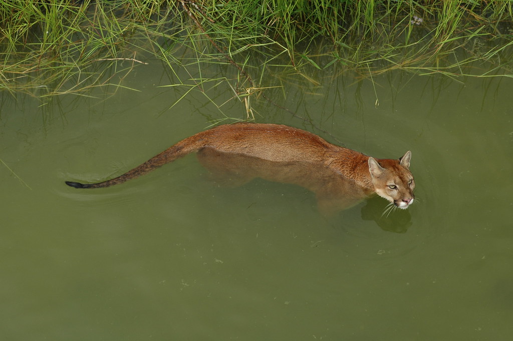 bigcatkingdom:  (via Puma concolor | South American Puma. The Puma has the larges…