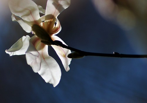 To all my flickr friends. Thanks for making the sun a little brighter in my life by tammyjq41