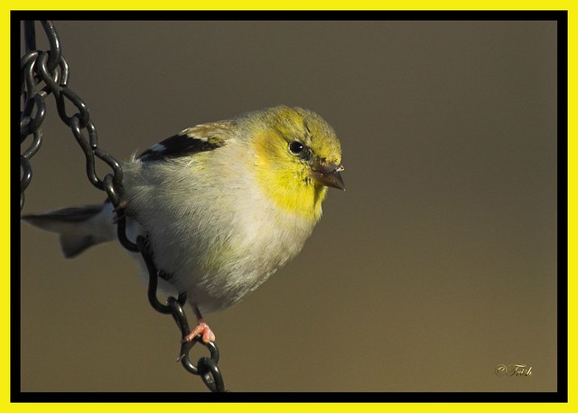 Love at First Sight ~~American Goldfinch~~