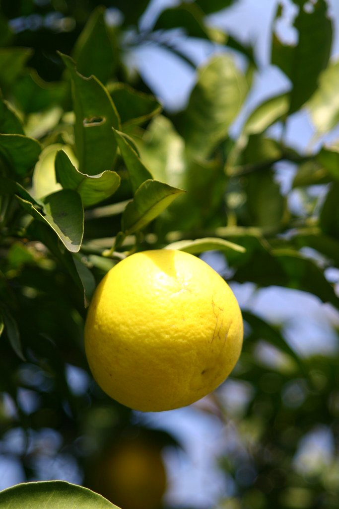 fruit