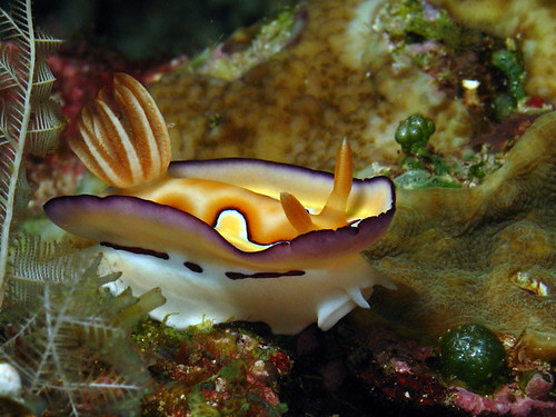 Upskirt Nudi by Erwin Kodiat