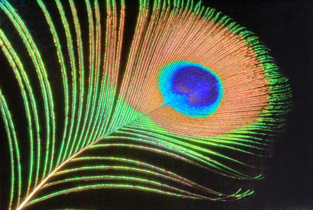 Peacock Feather (Macro)
