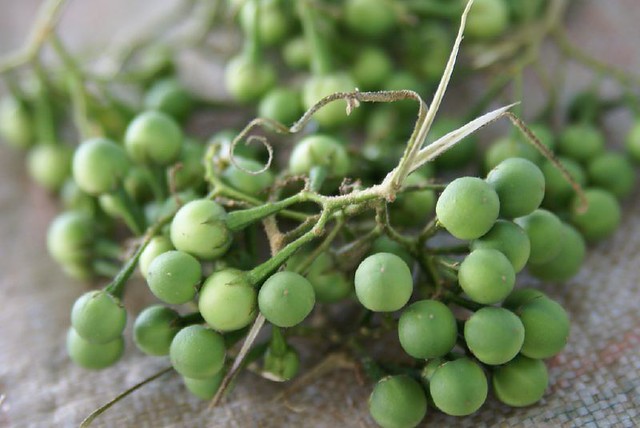 Solanum torvum Swartz (Solanaceae)