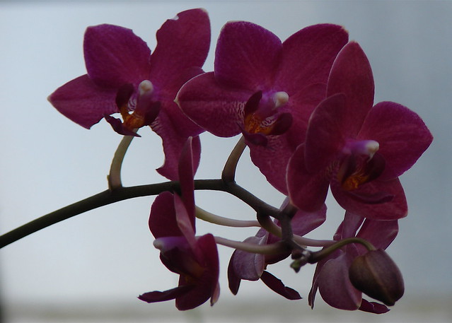 Crimson Orchid