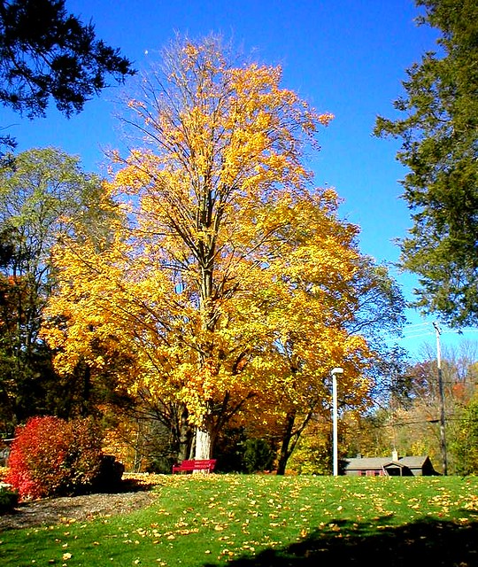 YELLOW MAPLE AT MY RIVER PARK