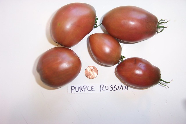 Purple Russian