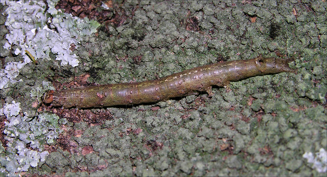 Camouflaged moth caterpillar, Copan, Honduras