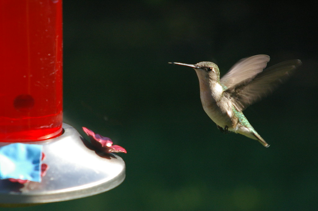 Hummingbird animation frame 3356 | One of the original frame… | Flickr