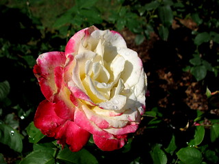 Rose Garden Raleigh Nc 6715 Bobistraveling Flickr