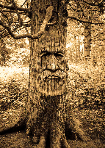 Face in a tree | by llamnudds