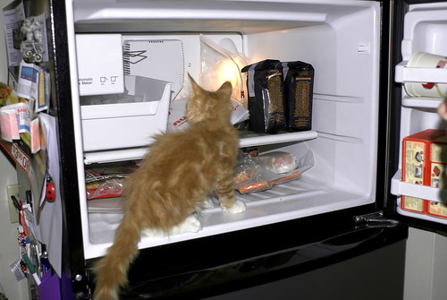 Freezer Kitten | by Vironevaeh