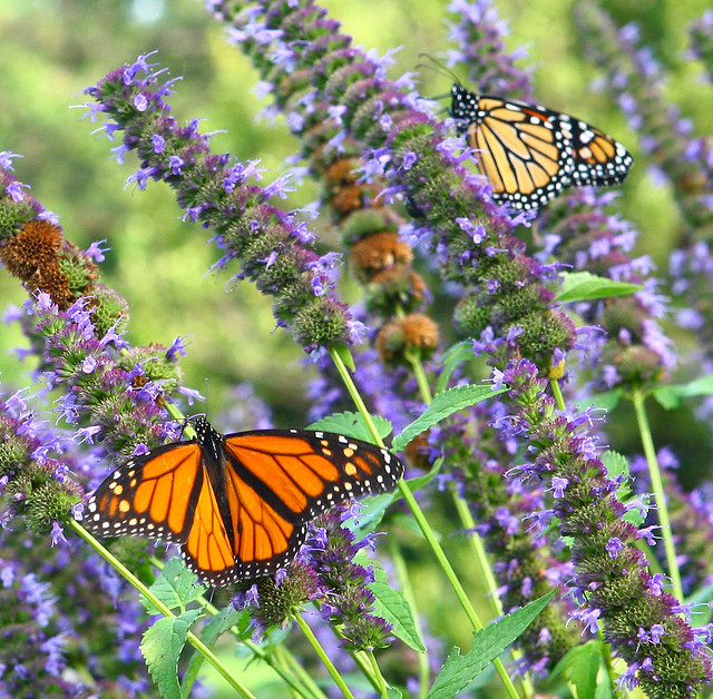 monarch butterlies