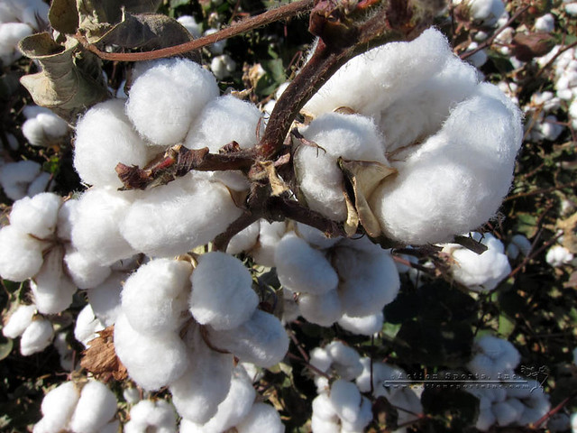Cotton Plant | Cotton plants in a field against a blue sky | Walter ...