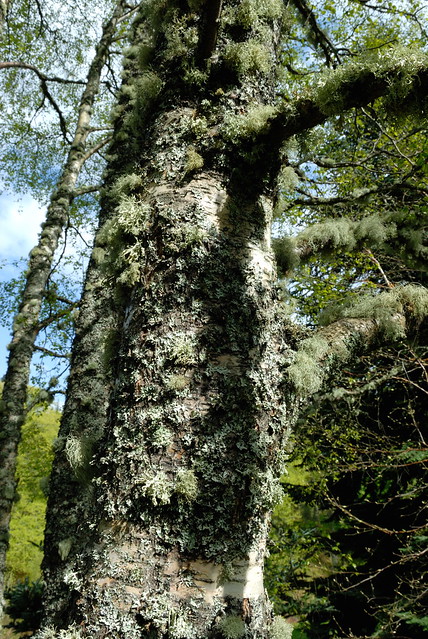 Lichens on a tree trunk