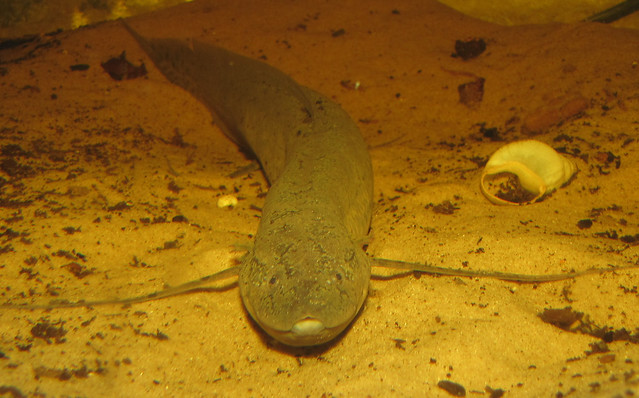 West African lungfish (Protopterus annectens annectens) female