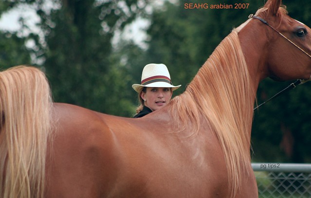 ARAB HORSE SHOW ARDINGLY JUNE 2007: Beauty & the Beast