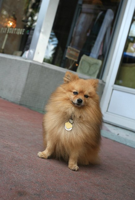 Doggy_on_LincolnRD_27
