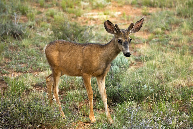Cautious Mule Deer