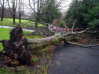 Storm Damaged Tree | In Kelvingrove Park | Tom Brogan | Flickr