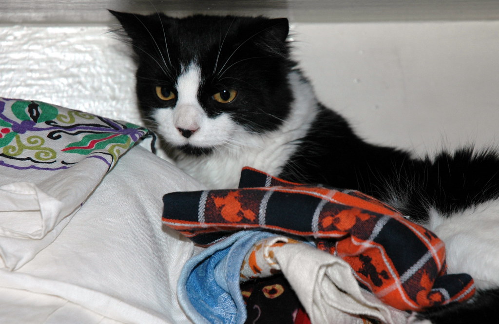 Closeted cat