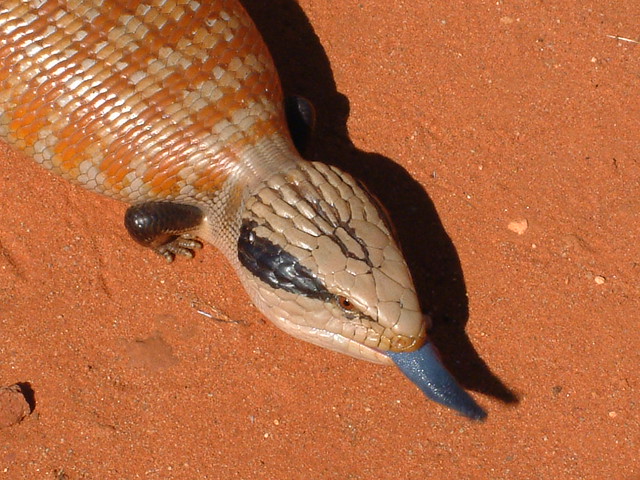 Centralian Blue-tongue Lizard (Tiliqua multifasciata) at Tnorala (Gosse Bluff) Conservation Reserve, Central Australia.