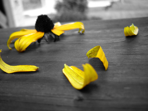 white black flower color colour macro yellow petals selective
