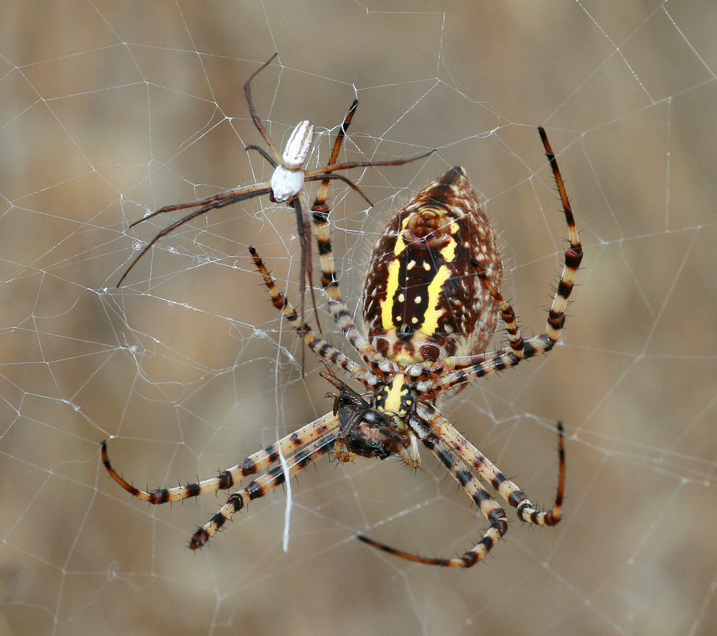 Banded Garden Spider Female And Male This Is A Good Look A Flickr