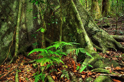 fern geotagged moss rainforest australia queensland lichen coolest mountglorious buttressroots maialanationalpark anawesomeshot geo:tool=gmif geo:lat=27330467 geo:lon=152762532