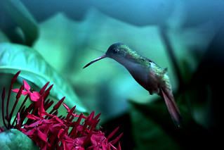 colibri | by jorgemejia