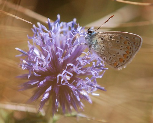 Common Blue butterfly on globe thistle | This Blue butterfly… | Flickr