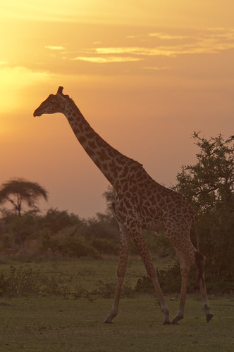 digital tanzania photo nikon safari serengeti d300