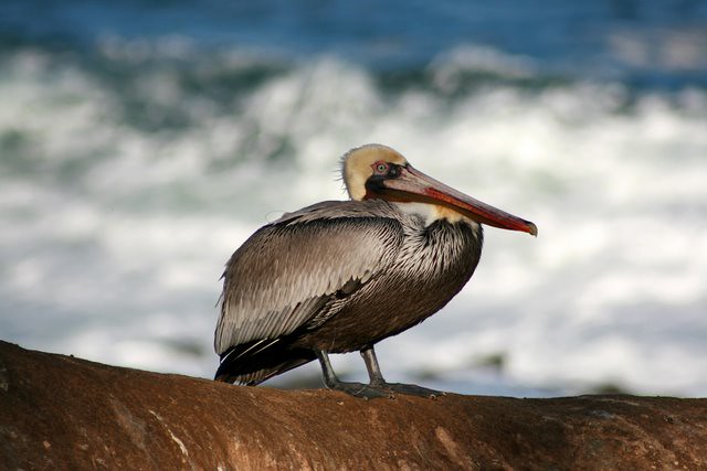 Pelican Portrait - La Jolla