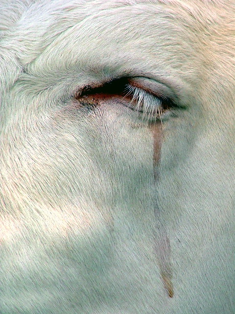 Cows Eye - Dedham, Essex, England - Monday July 9th 2007