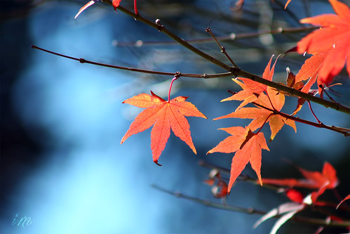 maple tree | by corbata1982