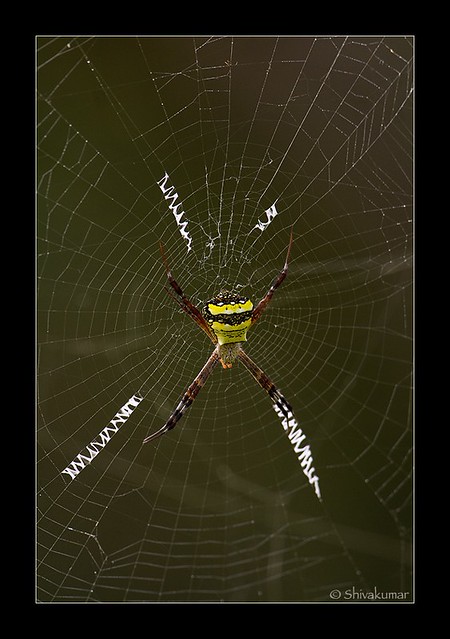 20071004-_MG_5715-S_Spider