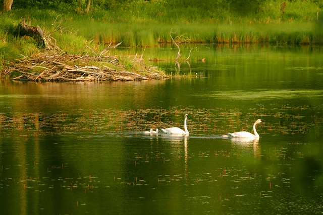 Trumpeter Swans on Deer Trail Lake